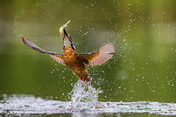 KingFisher. came out from the water thumbnail