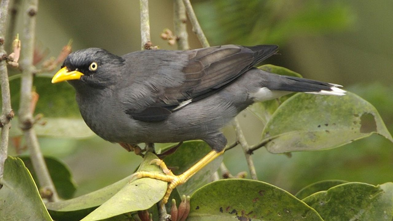 When Birds Lose Their Habitat They are Easy Targets for Predators