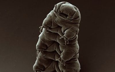 A nearly-microscopic animal known as the tardigrade, above, is capable of surviving in a dry, lifeless state for over a decade.