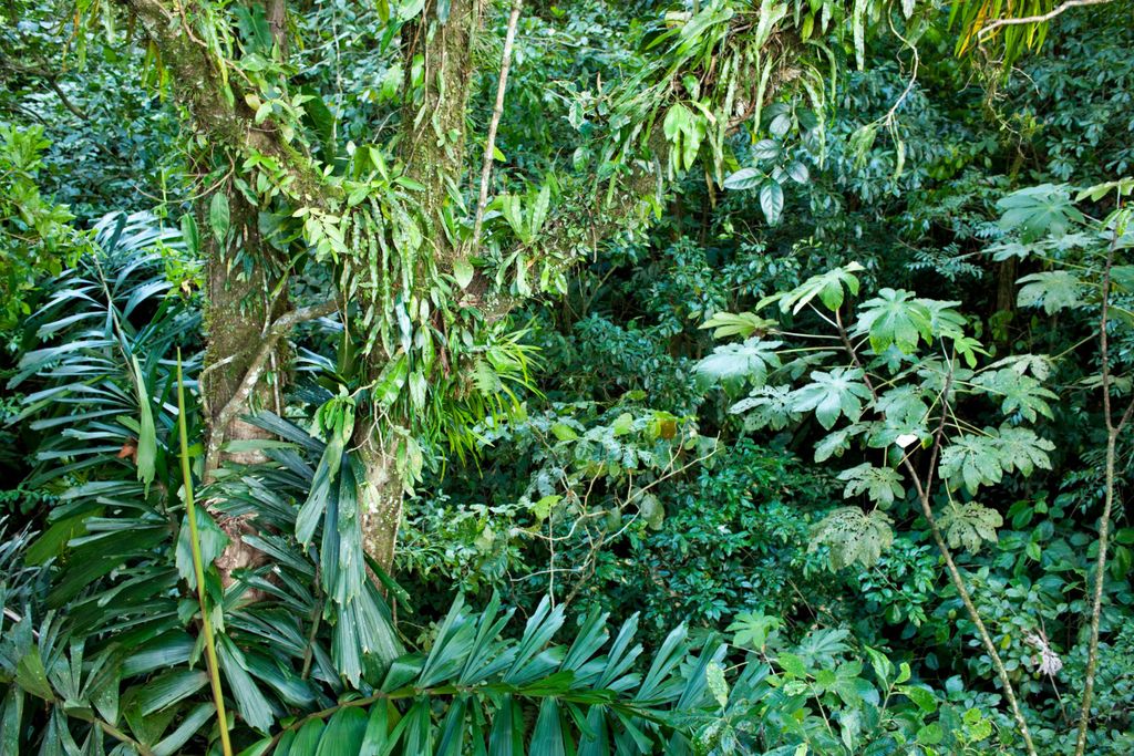 Jungle