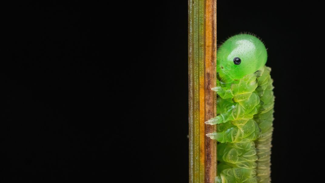 green, caterpillar-like insect crawls up grass