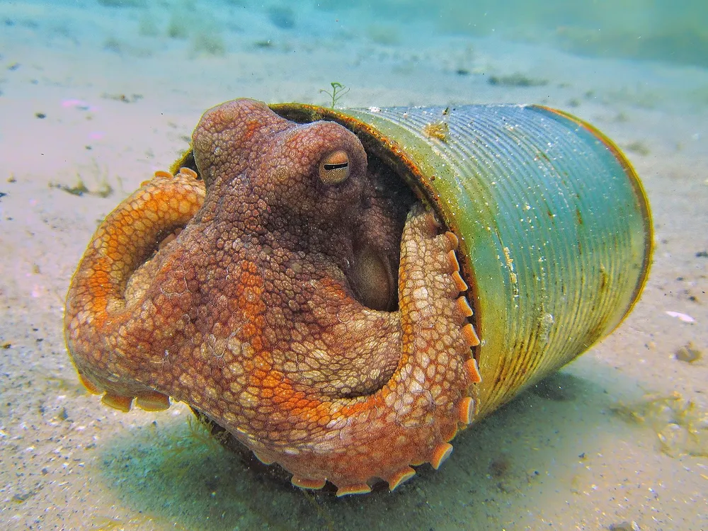 An image of a red octopus resting inside of a rusted tin can on the ocean floor