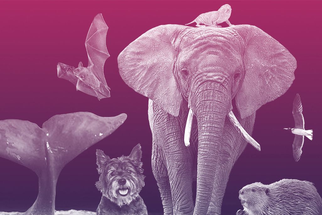 Animal Aging