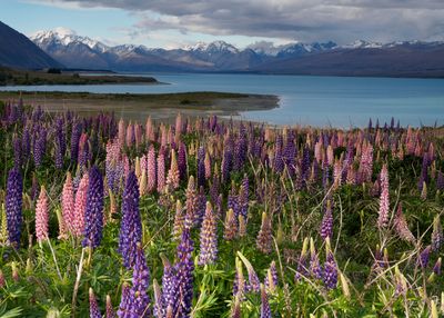 tailor-made-travel-new-zealand