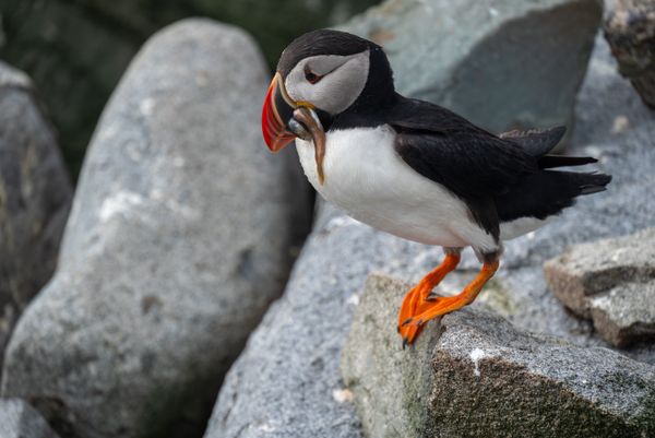 Atlantic Puffin With a Fresh Catch thumbnail