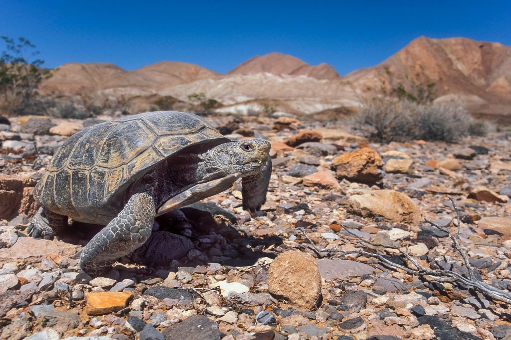 desert tortoise