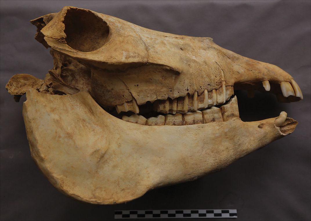 Donkey skull and jaw