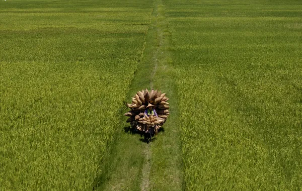 Ride among the rice field thumbnail