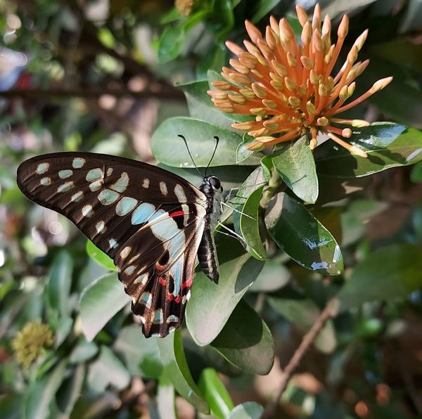 Common Jay Butterfly admiring Ixora flower buds thumbnail