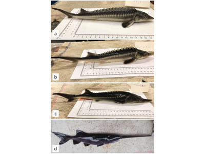 The top fish is a Russian sturgeon and the bottom is an American paddlefish. In between, two varieties of hybrid 'sturddlefish' created by accident. 