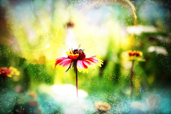 Little Dreamy Pollinator thumbnail