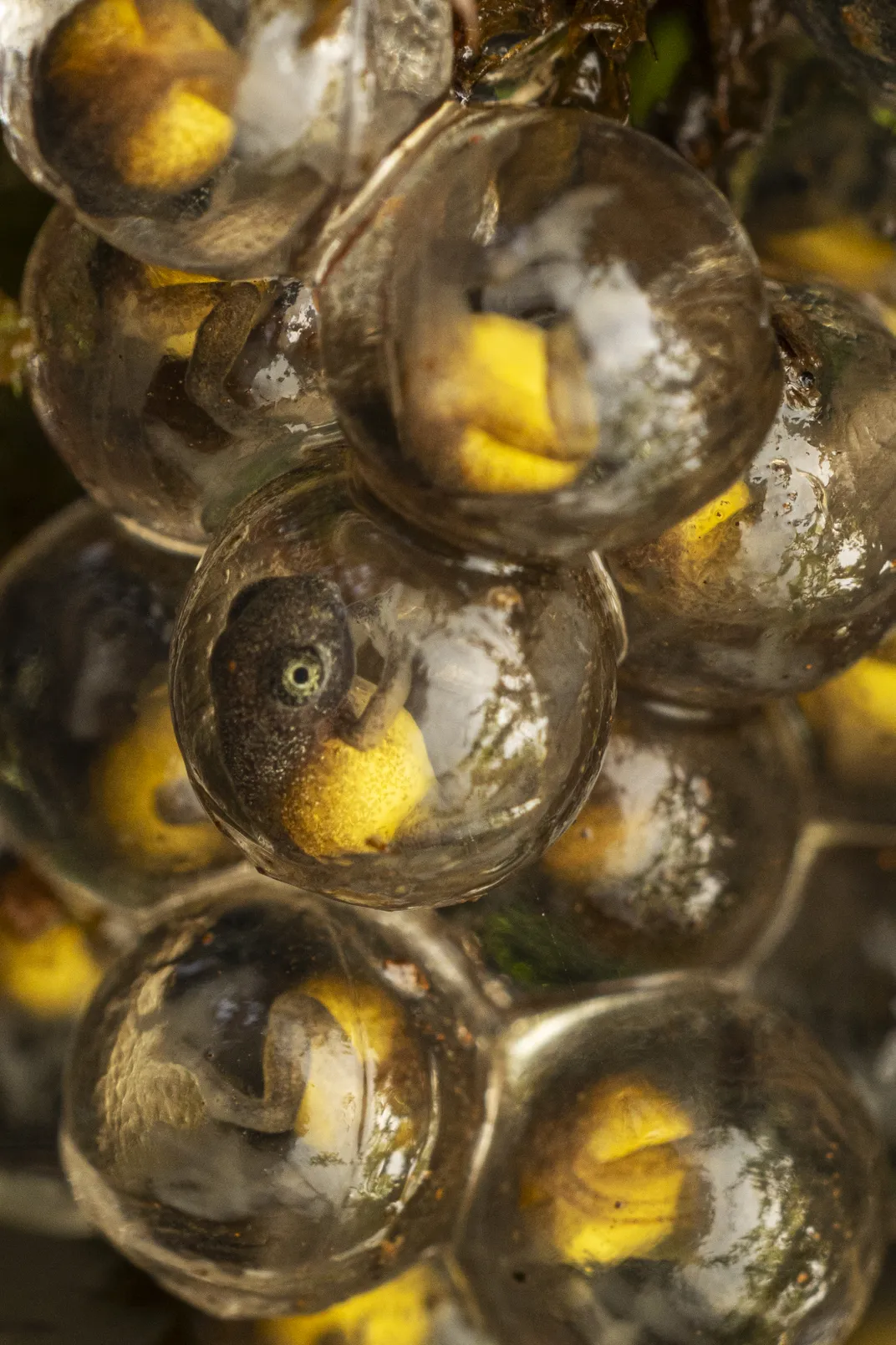 tadpoles