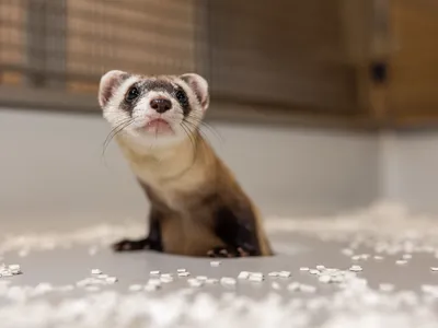 Antonia, one of the new black-footed ferret clones. The first black-footed ferret clone was born in 2020. The two new ferrets are the second and third successful clones.