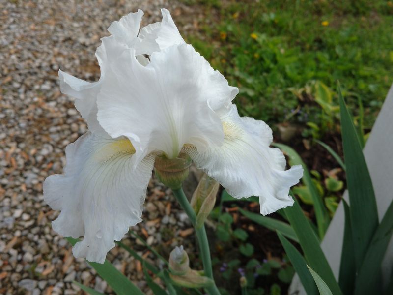 Bearded Iris | Smithsonian Photo Contest | Smithsonian Magazine