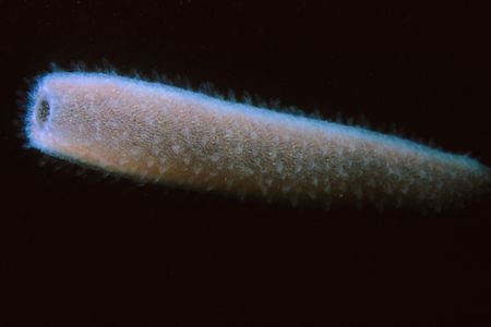 Pyrosoma atlanticum floating off of Santa Cruz Island.