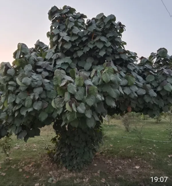 Dancing vibration thumbnail