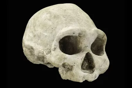 Skull of Homo erectus&nbsp;from the&nbsp;Republic of Georgia