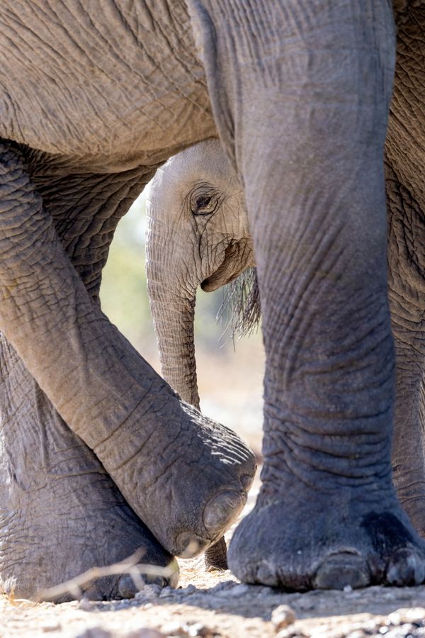 Young African Elephant framed through its mother's legs. thumbnail