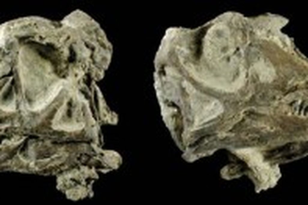 20110520083210Abydosaurus-skull-300x131.jpg