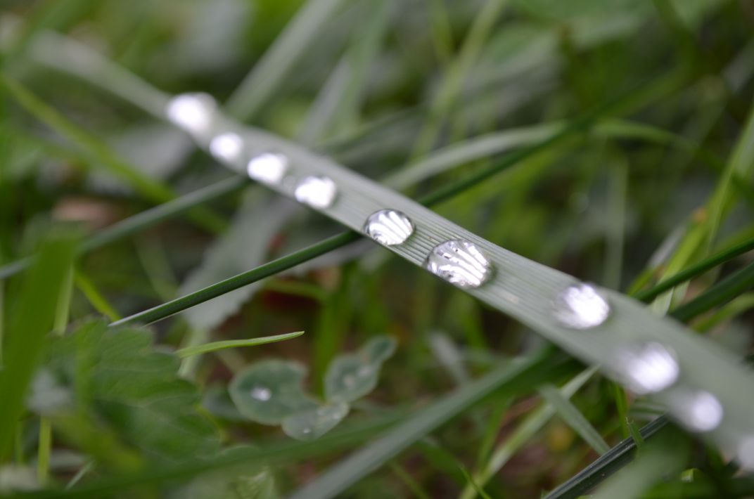 diamonds in the grass | Smithsonian Photo Contest | Smithsonian Magazine