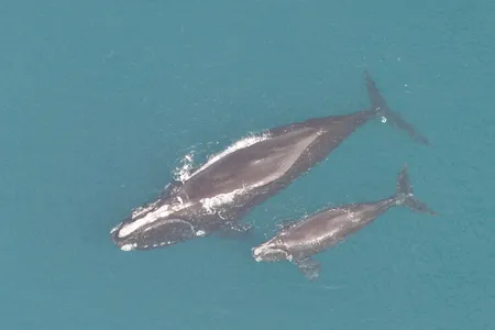 Whales are especially vulnerable during the calving season since the mother-calf pairs float at the surface, raising their chances of encountering boats.

