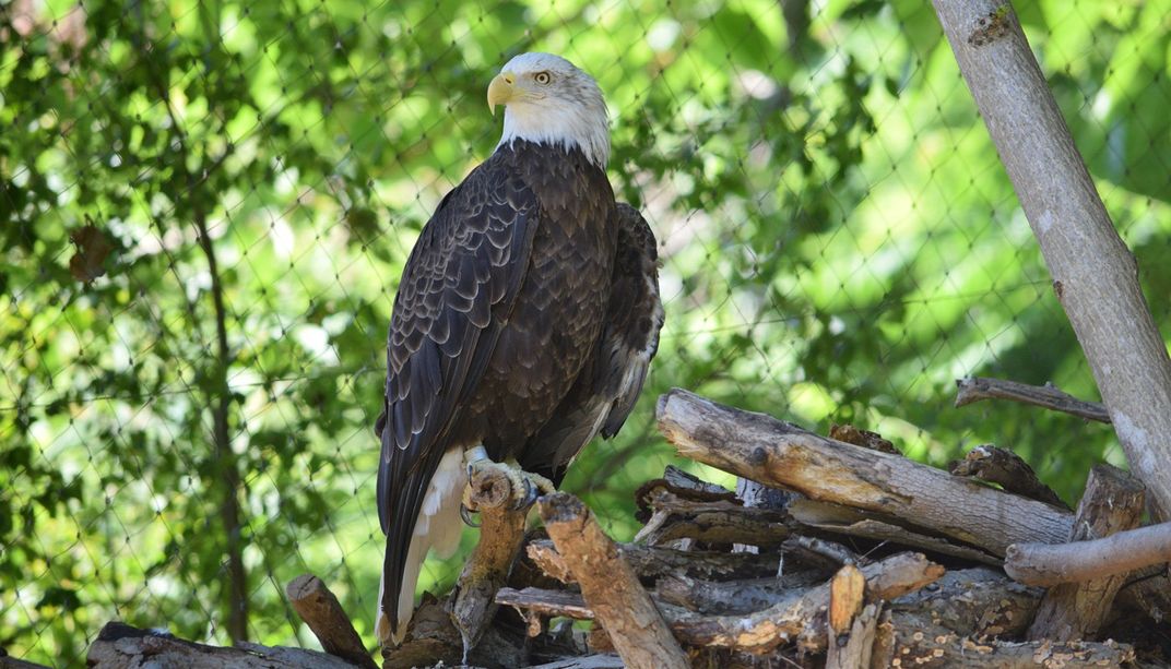 Male bald eagle, Tioga, sits on the edge of a nest in his yard. The nest is made of many branches and sits high up, so the background is full of leafy trees.