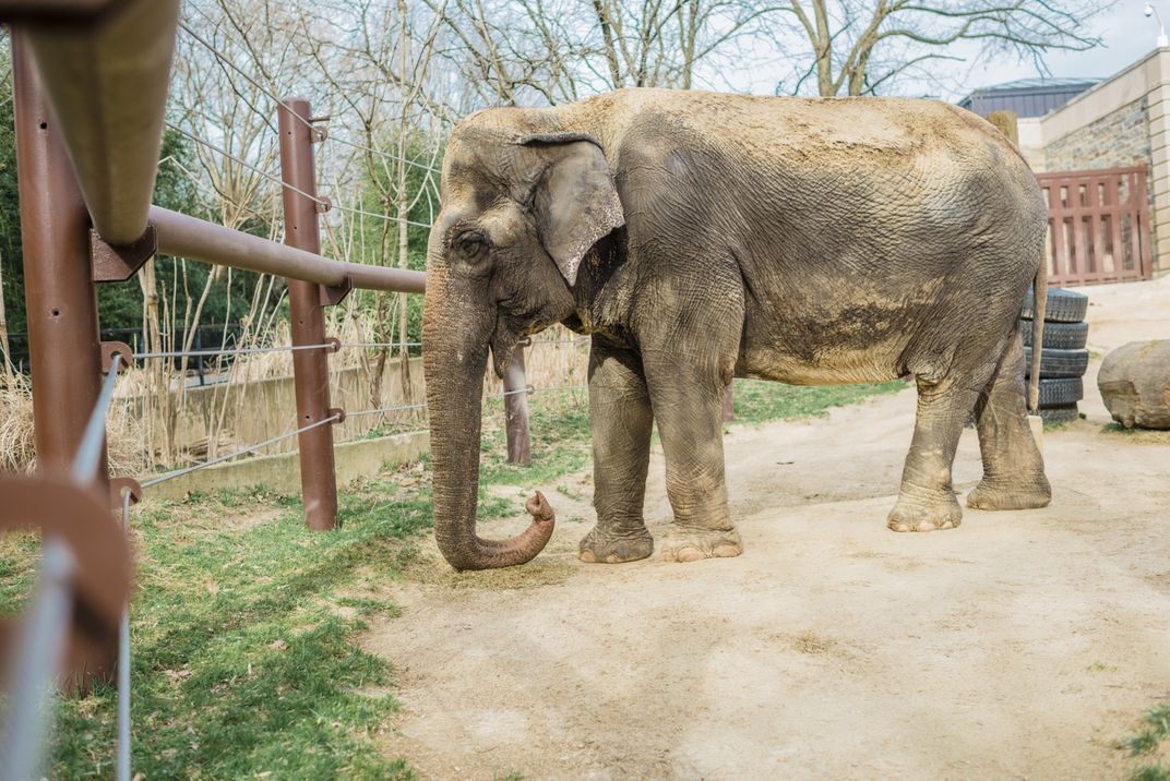 Asian elephant  Smithsonian's National Zoo and Conservation Biology  Institute