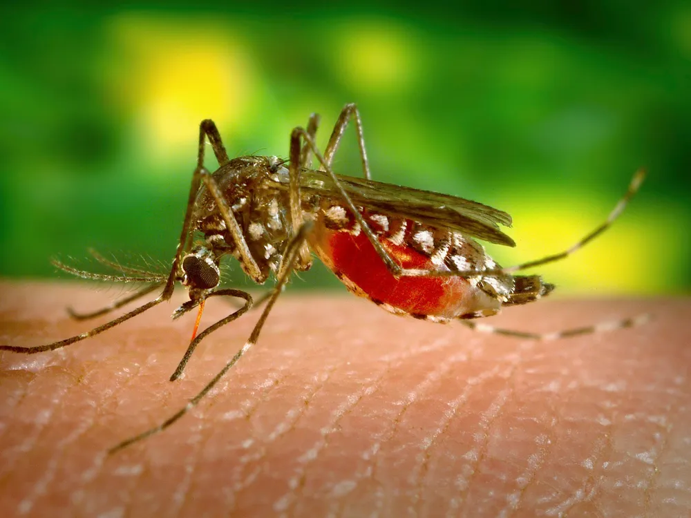 Genes Make Some People More Attractive to Mosquitoes