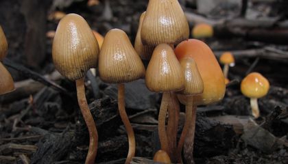 How Do Different Psychedelics Affect the Brain? Scientists Analyzed More Than 500 Neural Scans to Find Out