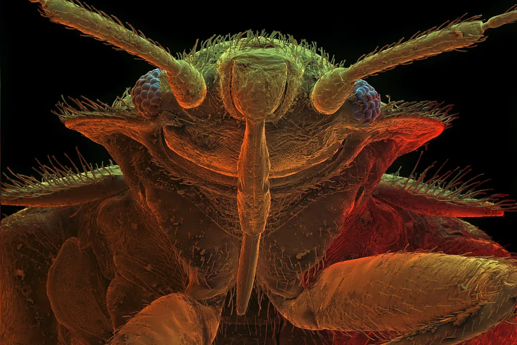 Bed Bug