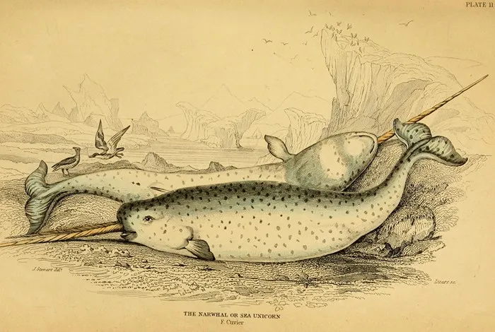 Image courtesy of Biodiversity Heritage Library