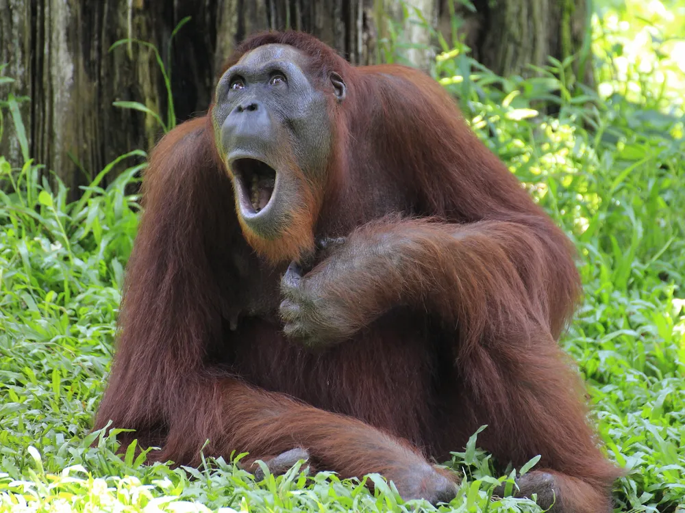 An orangutan sits open-mouthed