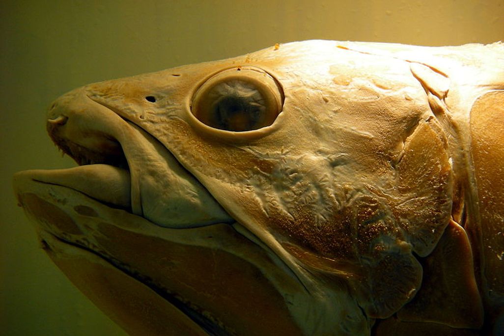Coelacanth