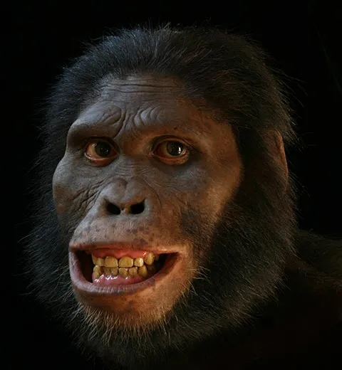 Australopithecus africanus