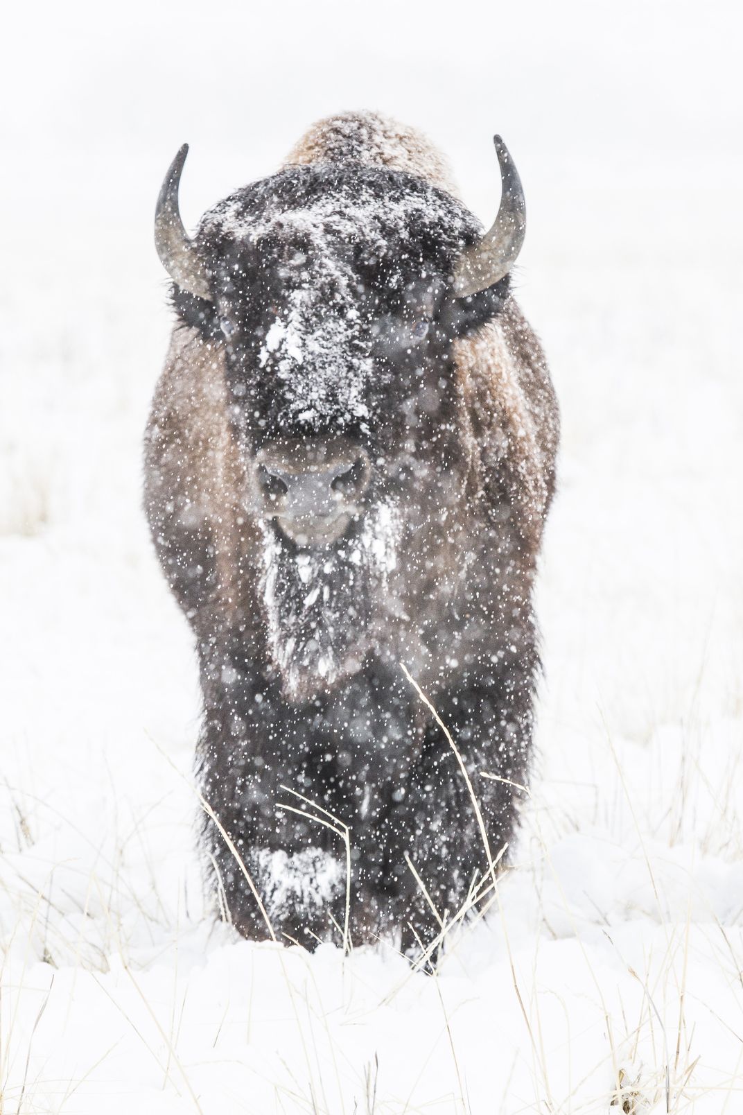 Bison under the snow | Smithsonian Photo Contest | Smithsonian Magazine