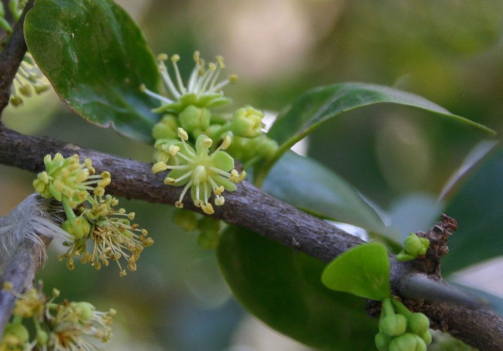 a close-up of a thin tree branch with leaves and small flowers and buds