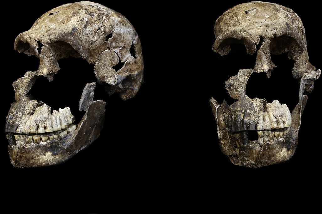 skull