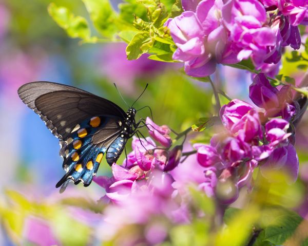 Dreaming of Spring (Pipevine Swallowtail on Purple Robe Locust tree) thumbnail