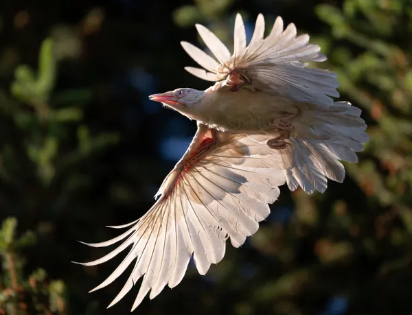 White Wings thumbnail