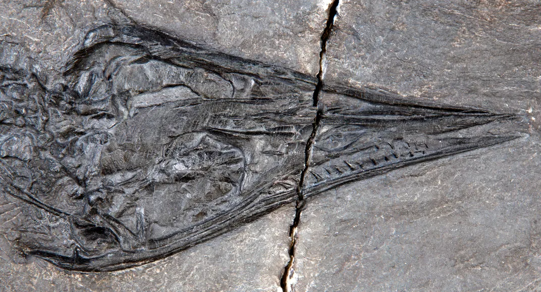 215-Million-Year-Old, Sharp-Nosed Sea Creature Was Among the Last of Its Kind