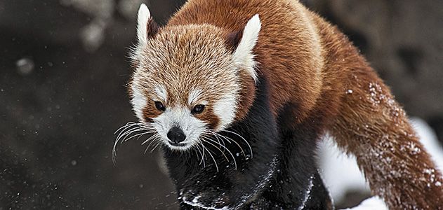 Red pandas