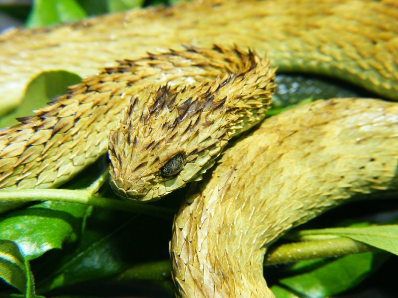 A hairy bush viper, yellow with brown spikes, curls on a green leaf