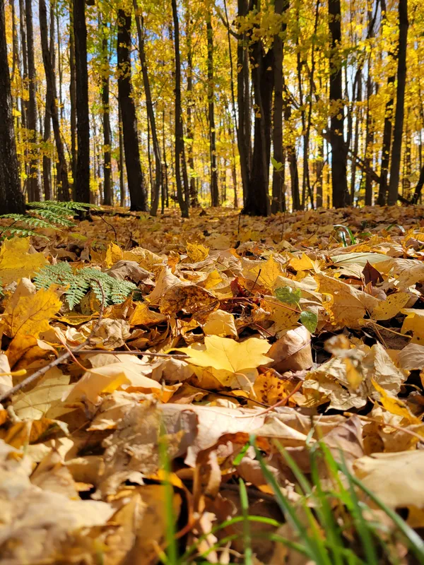 Golden Leaves of Fall thumbnail