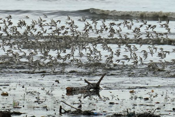 Birds fly over water thumbnail