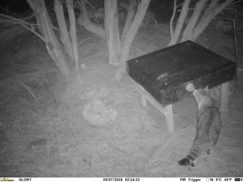 A black and white photo of a cat approaching a table near some trees