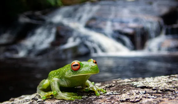 Atlantic forest treefrog Aplastodiscus leucopygius