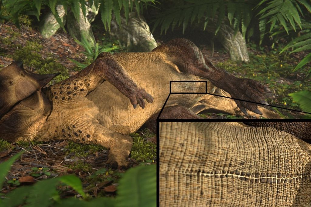 An artist representation of a Psittacosaurus laying on its back, showing its umbilical scar.