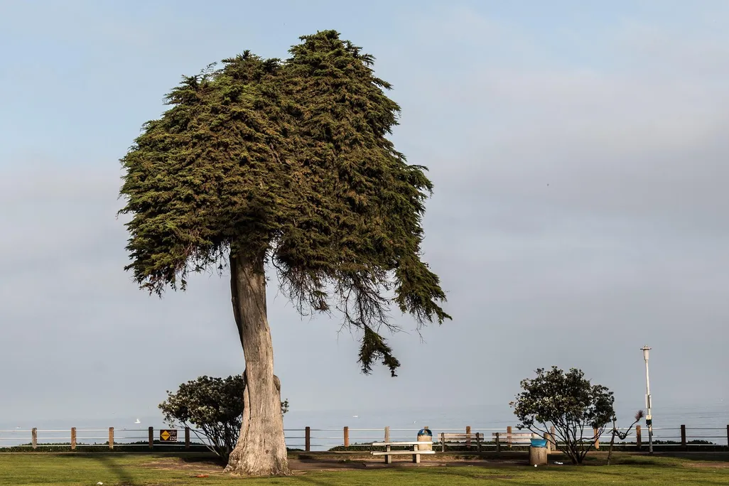 Lorax Tree