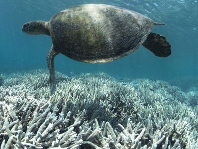 A sea turtle swimming by bleached corals of the Great Barrier Reef near Heron Island off the east coast of Australia. 