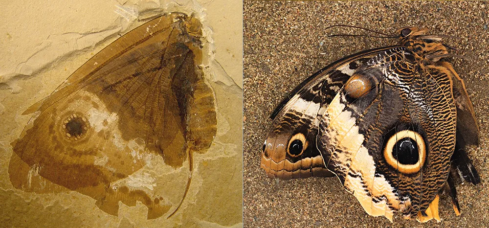 butterfly fossil